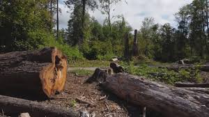 Best Tree Health Inspection  in Louisa, VA