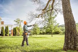 Best Root Management and Removal  in Louisa, VA