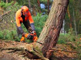 Best Tree Maintenance Programs  in Louisa, VA