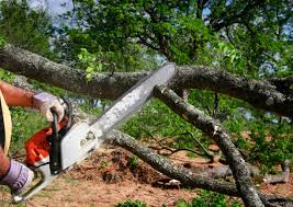  Louisa, VA Tree Services Pros