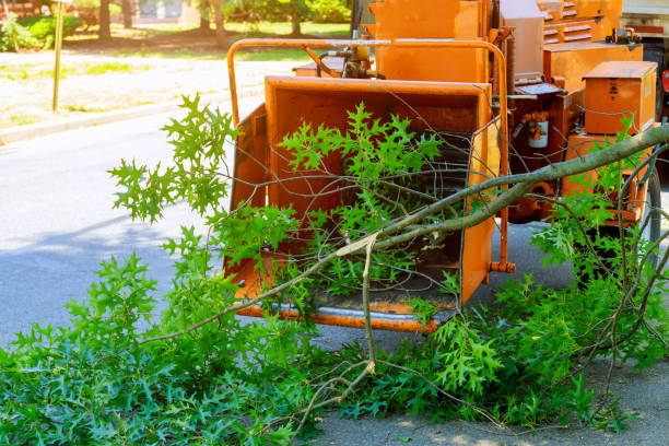 How Our Tree Care Process Works  in  Louisa, VA