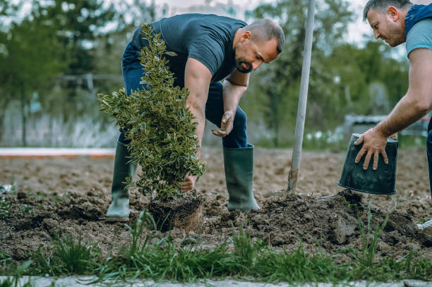 Best Leaf Removal  in Louisa, VA
