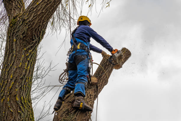 Best Tree Removal  in Louisa, VA