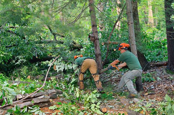 Lawn Maintenance Plans in Louisa, VA