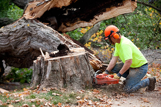 Best Tree Disease Treatment  in Louisa, VA