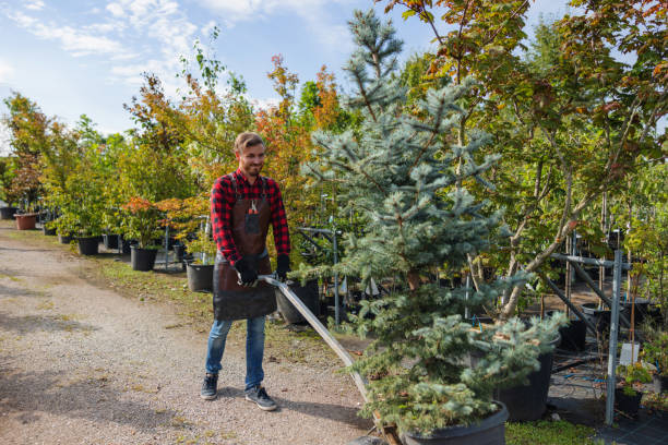 Best Tree Fertilization  in Louisa, VA