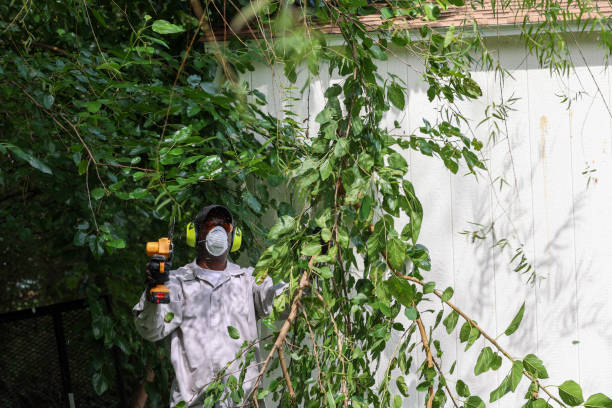 Best Tree and Shrub Care  in Louisa, VA