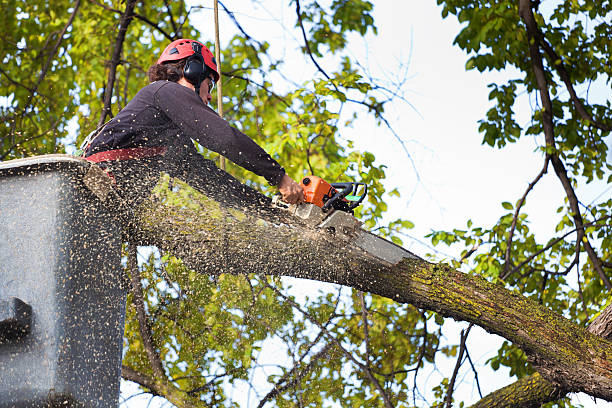 Best Lawn Maintenance Plans  in Louisa, VA